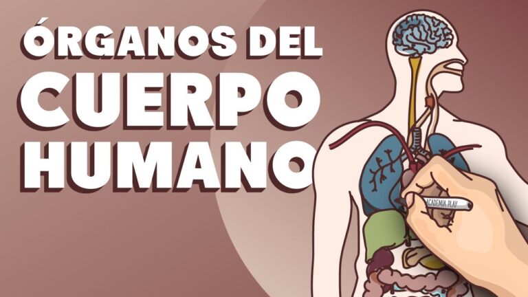 partes del cuerpo con j